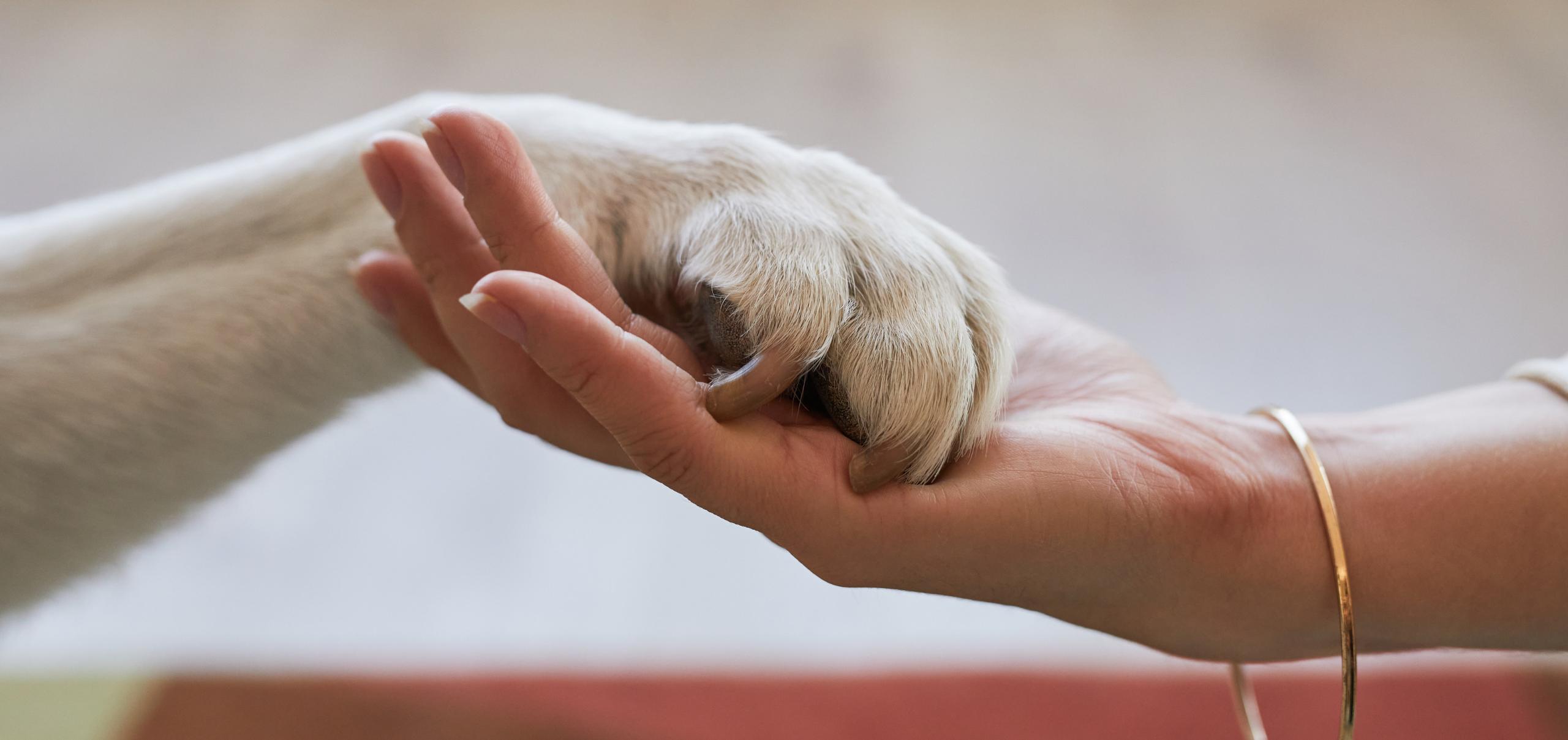 ISS Allarme prodotti cosmesi per animali online